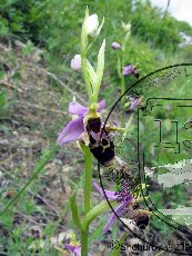 Офрис оводоносная 002